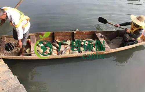 廣州旺旺食品廢水直排，永和河大量魚類死亡(圖1)